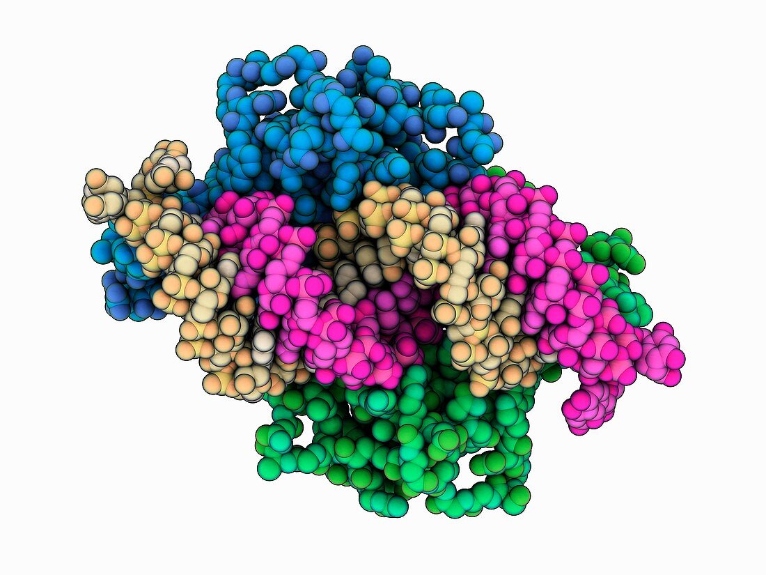 Viral protein P19 complexed with siRNA