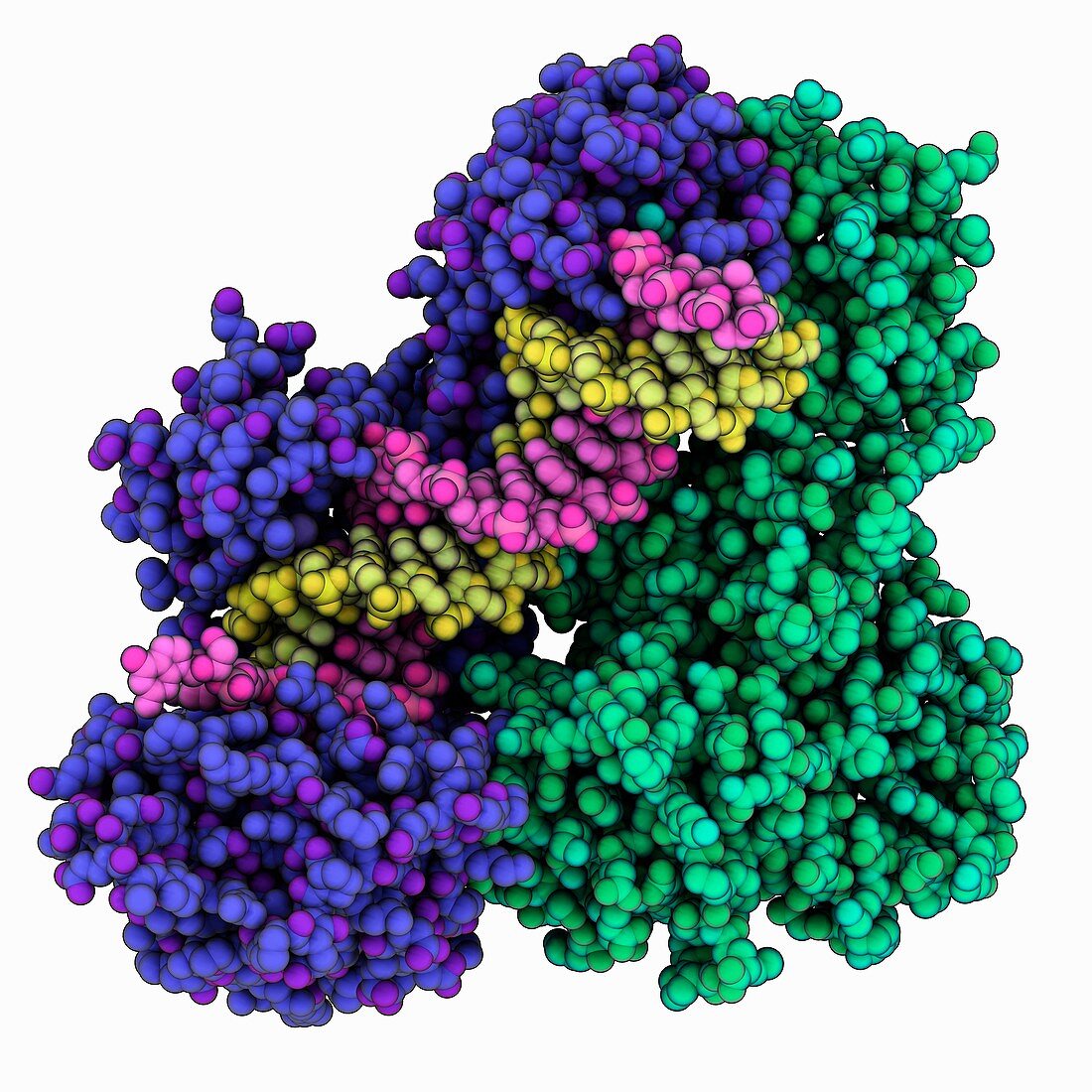 HIV-1 reverse transcriptase complex