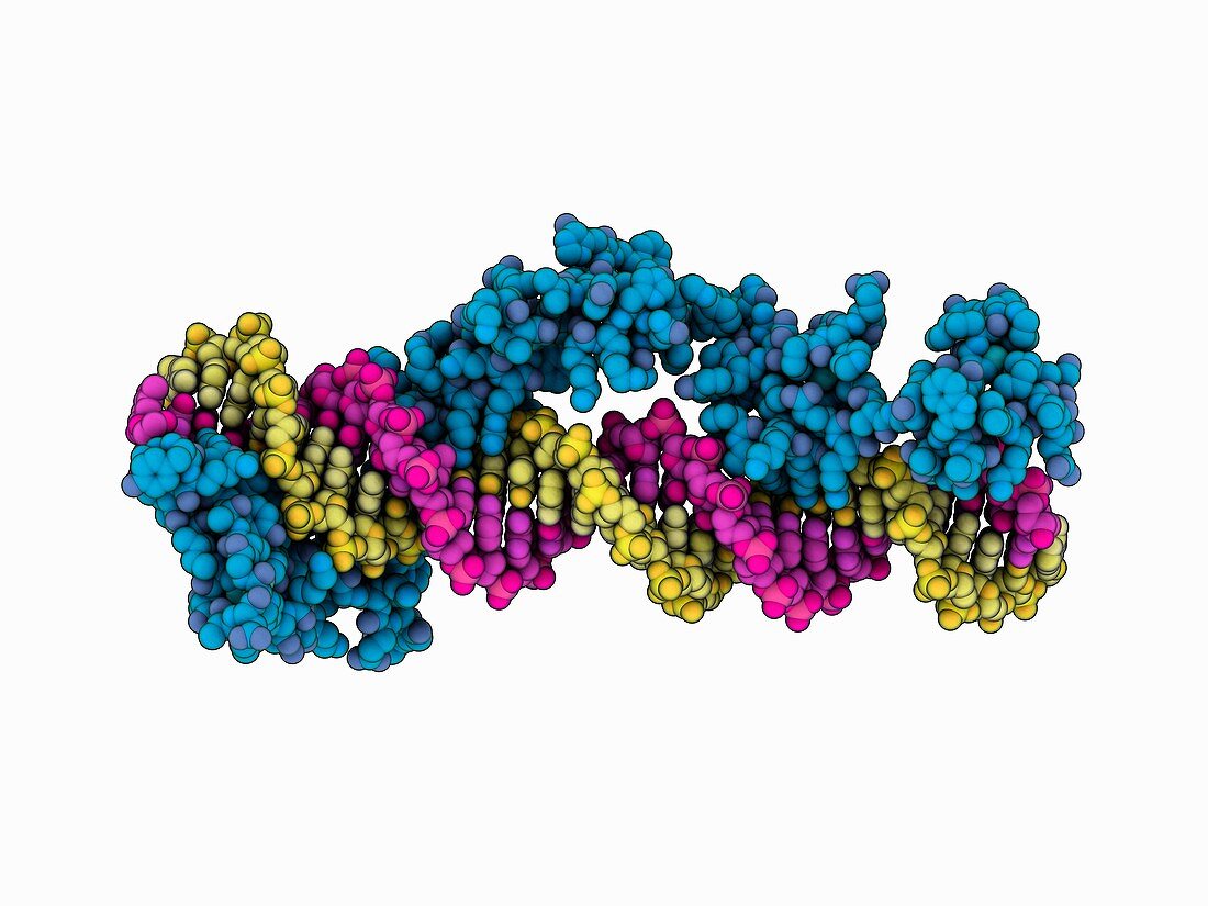 Zinc finger domain complexed with DNA