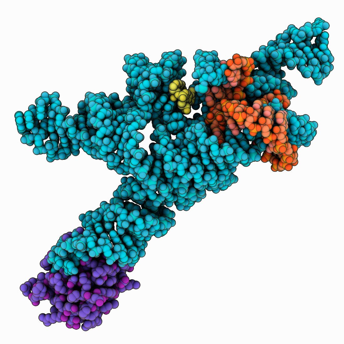 Self-splicing group I intron complex