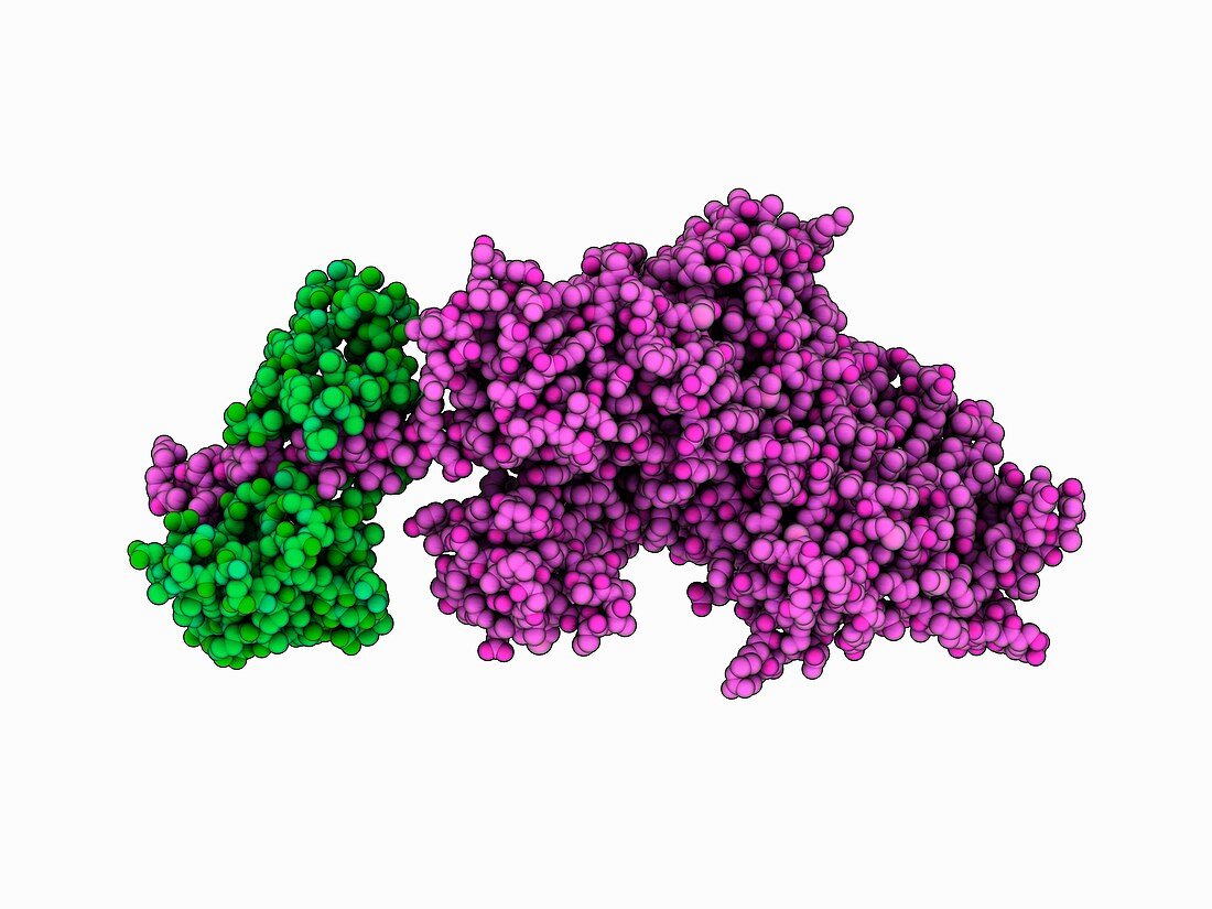 Myosin V motor protein complex