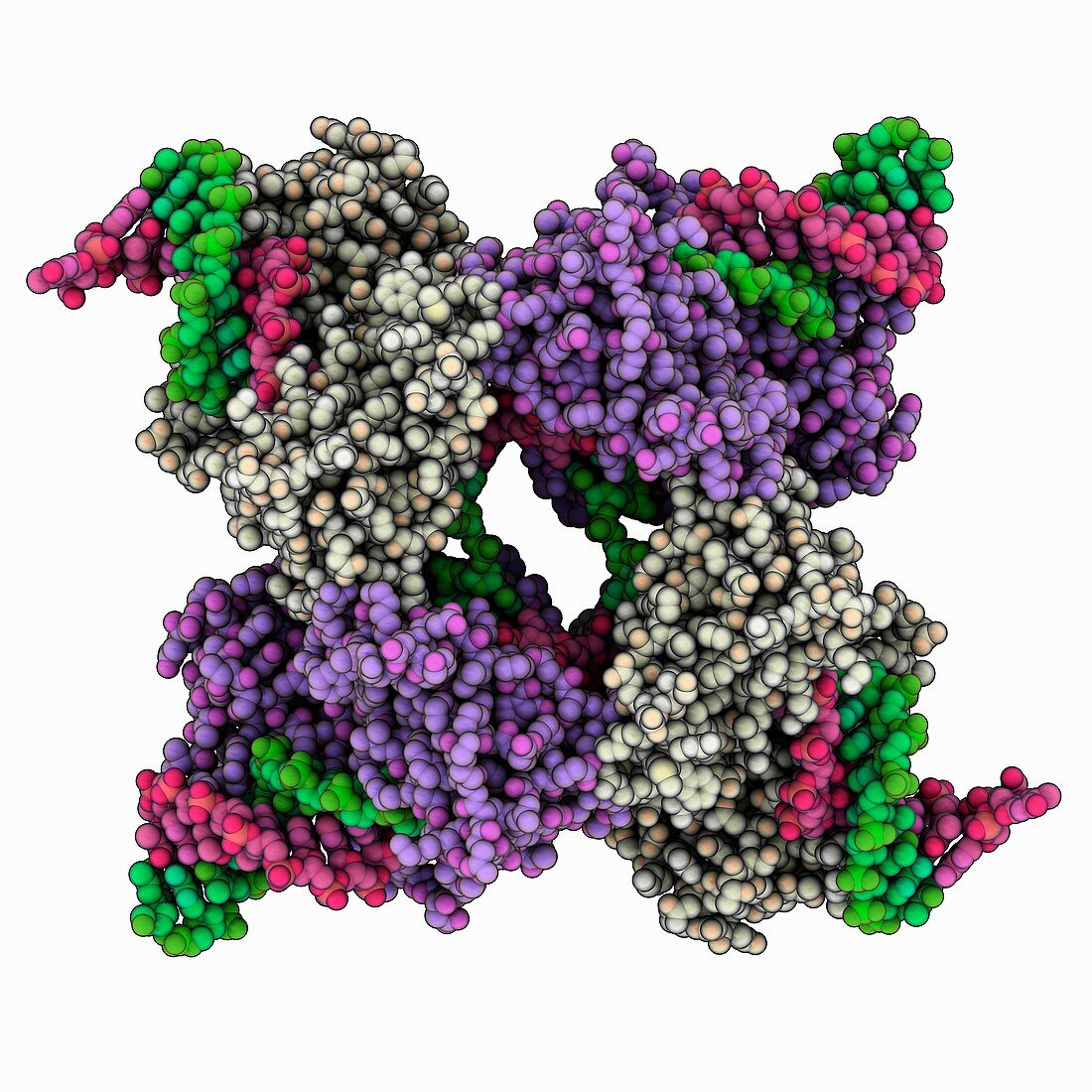 Cre Recombinase Holliday junction complex