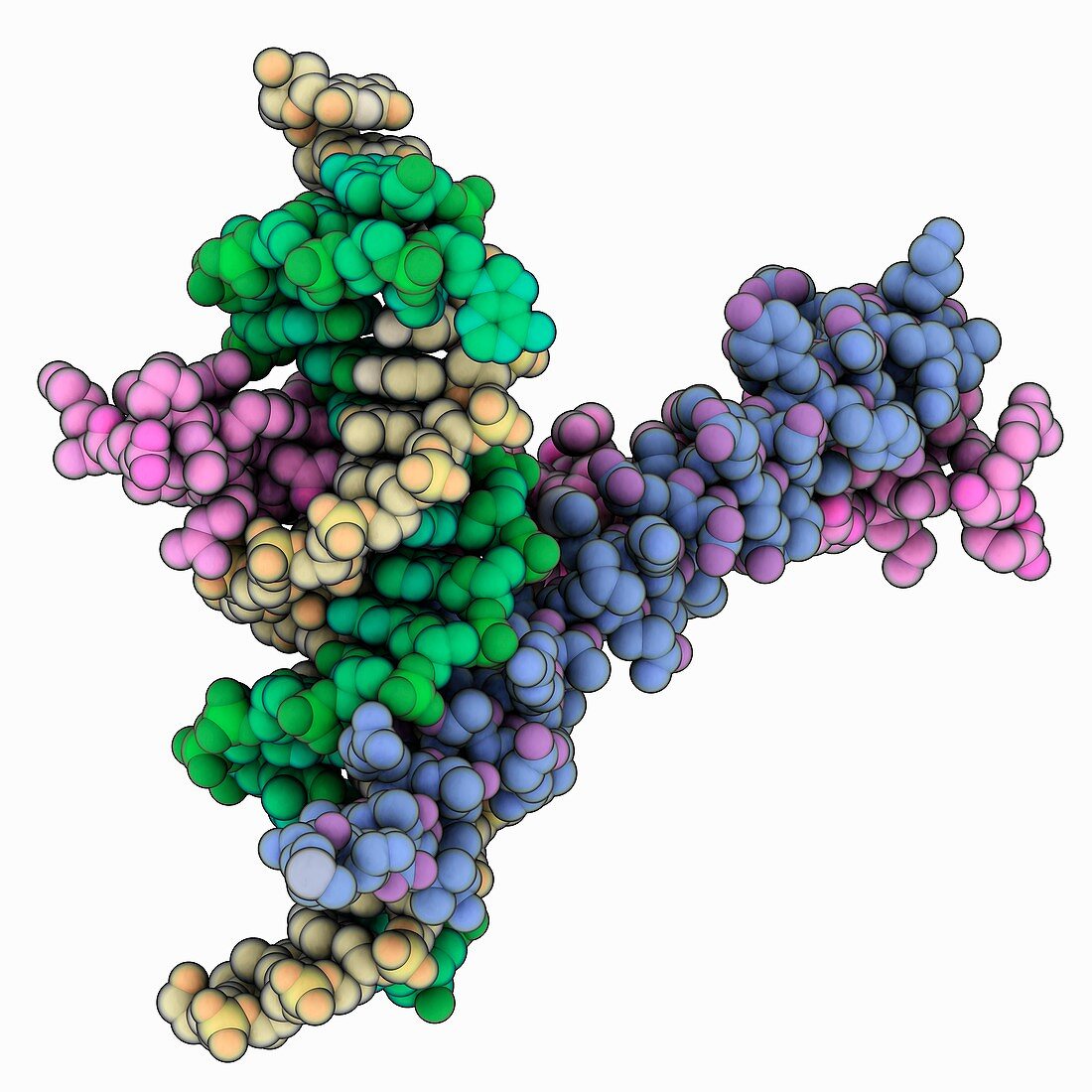 GCN4 leucine zipper complexed with DNA