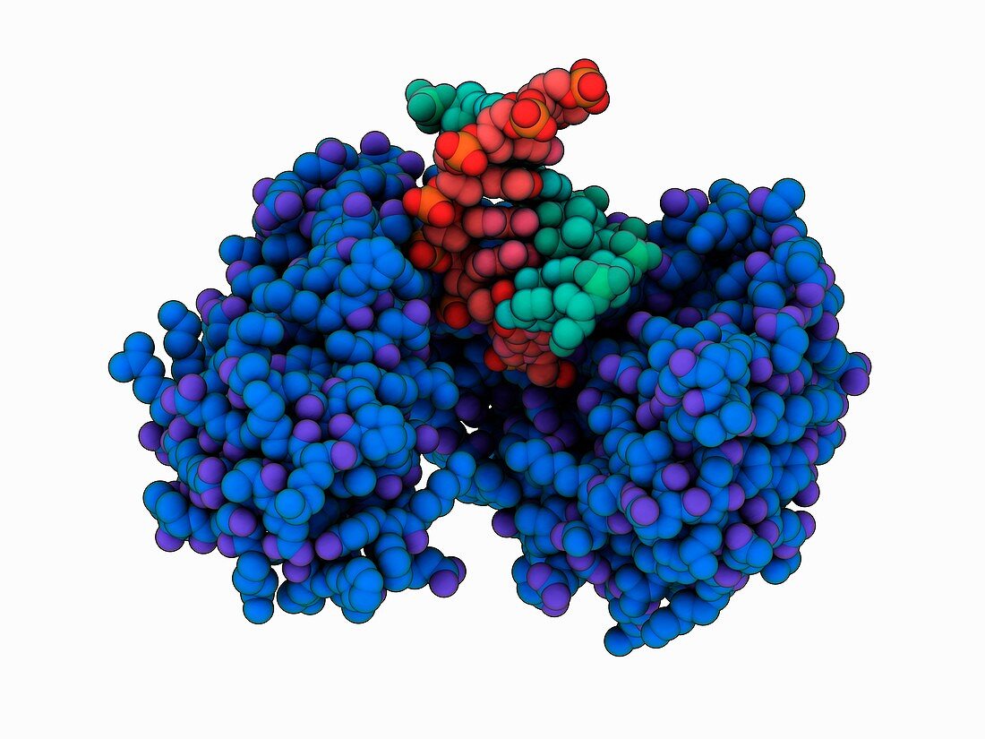 Human DNA polymerase complex