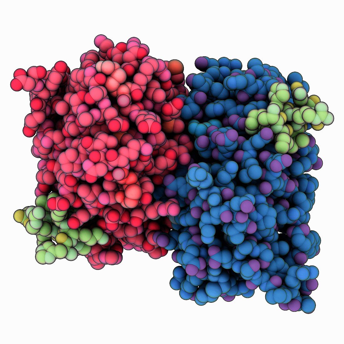 Human oestrogen receptor complex