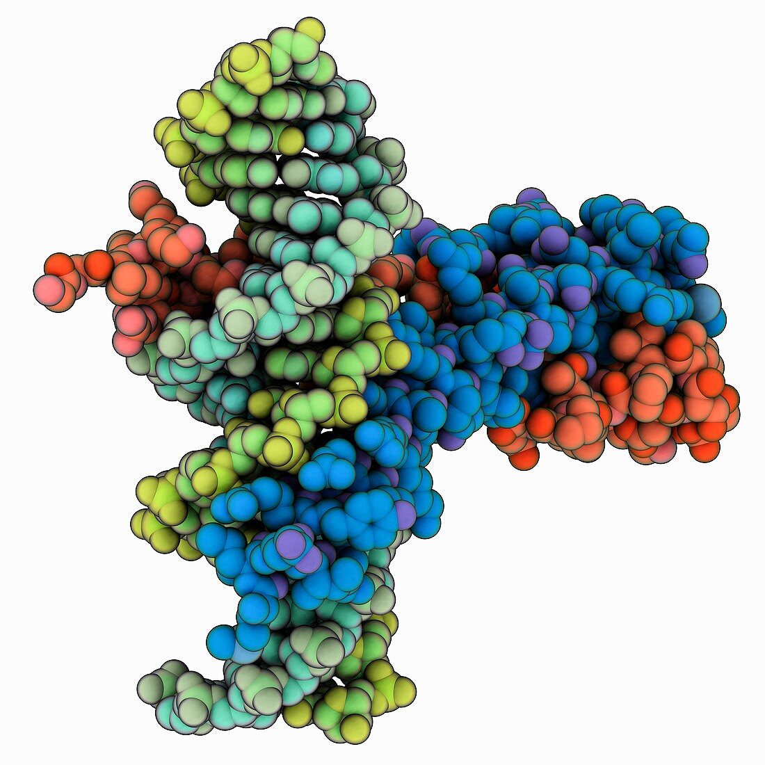 Epstein-Barr virus transcription factor