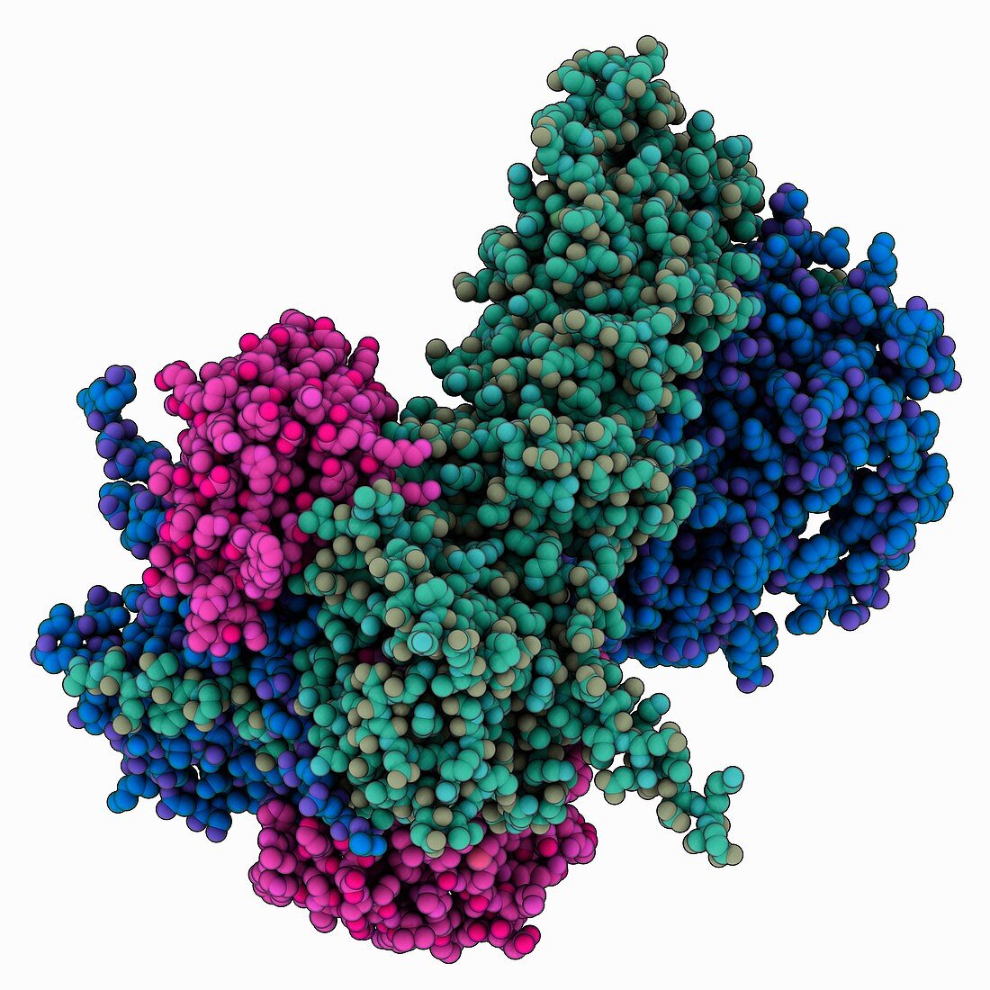 Hsp90 chaperone complex