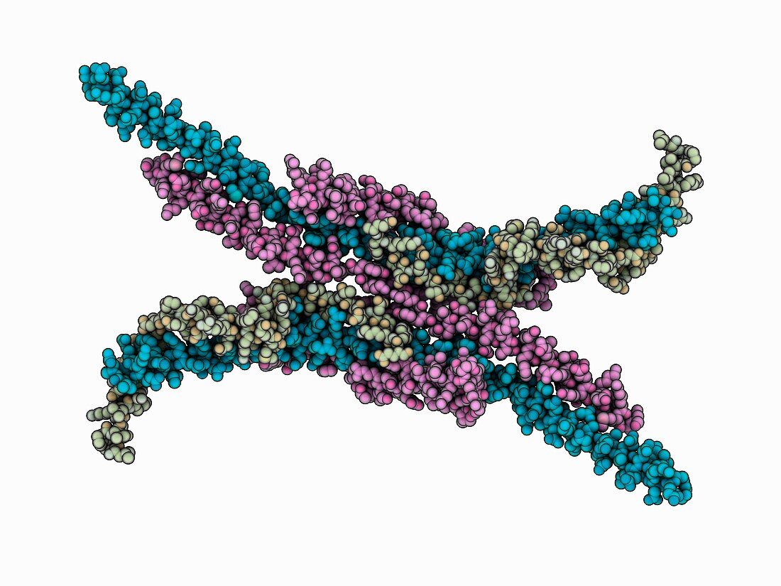 Mitochondrial ATP synthase stator