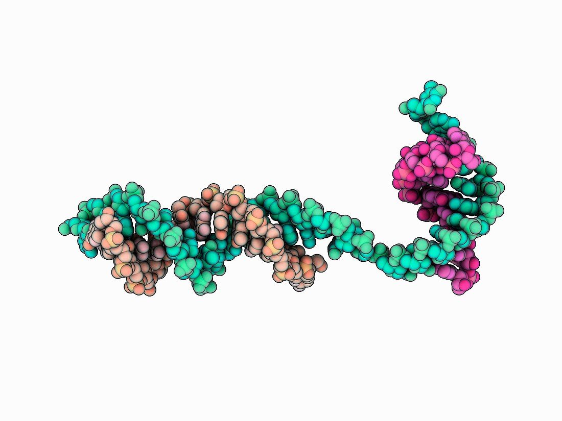 RNA polymerase II effects