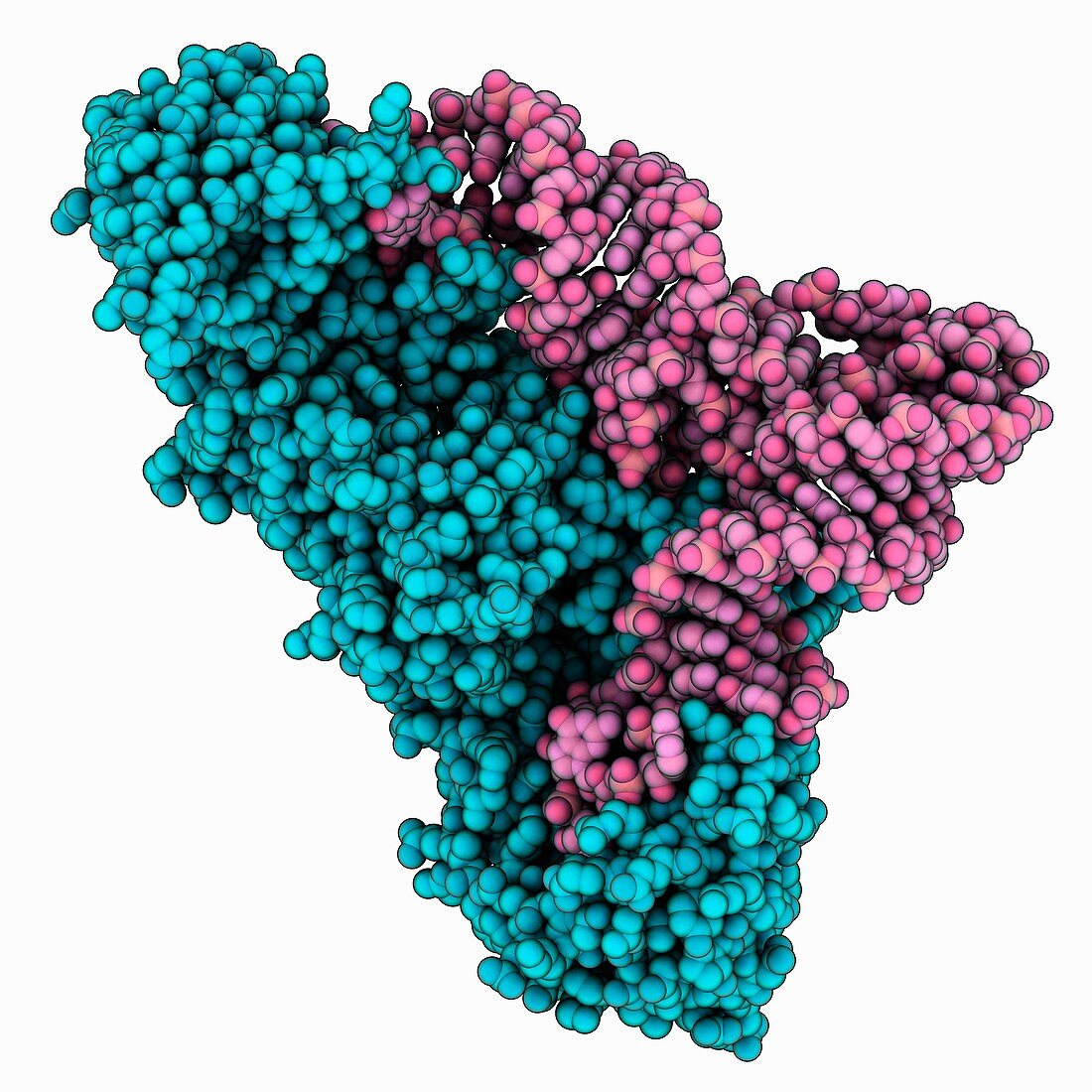 Transfer RNA complex