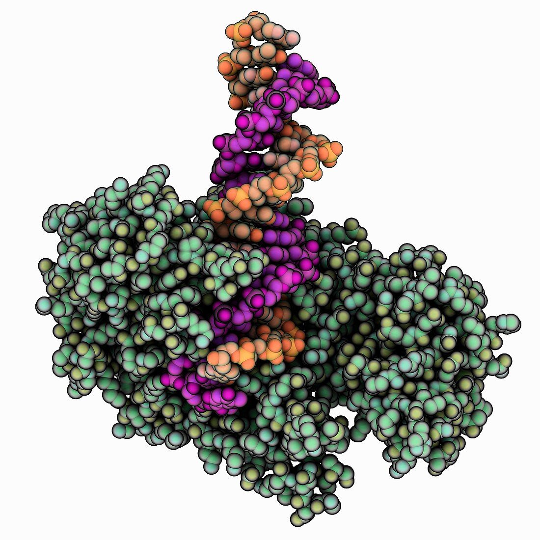 FokI nuclease bound to DNA