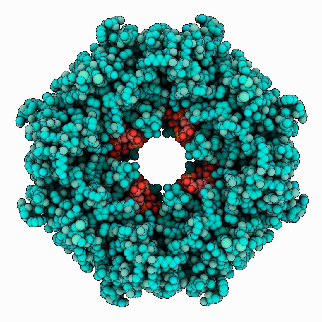 Ebola virus matrix protein VP40