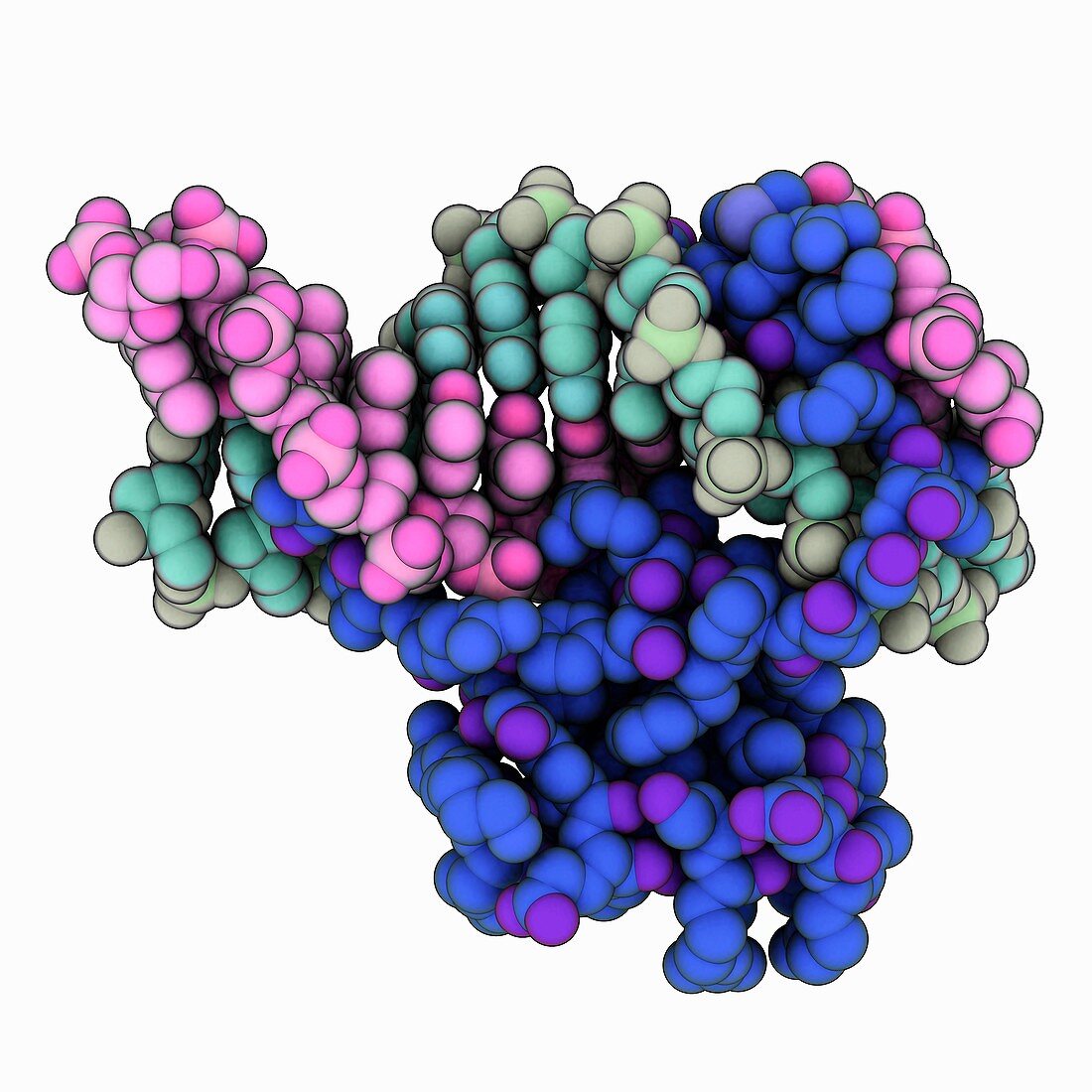 Hin recombinase complexed with DNA