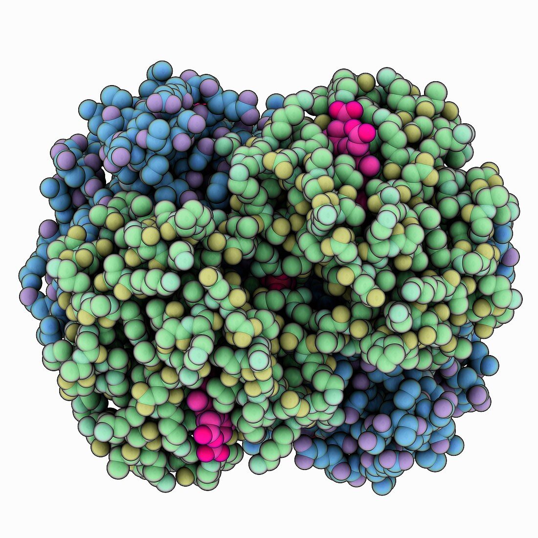 Human oxyhemoglobin molecule