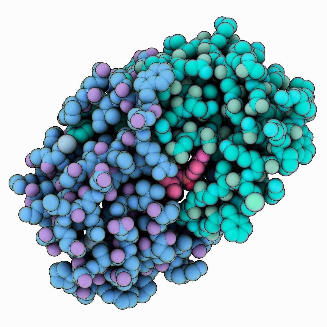 HIV-1 protease complex