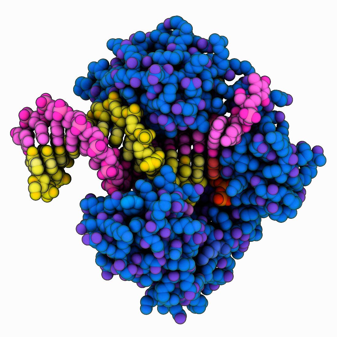 Y-family DNA polymerase DNA complex