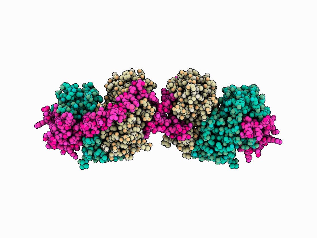 Tyrosine phosphatase chaperone complex