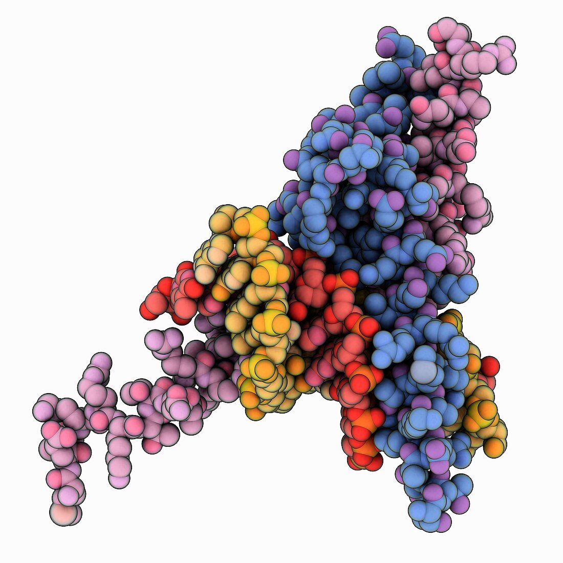 MyoD bHLH domain-DNA complex