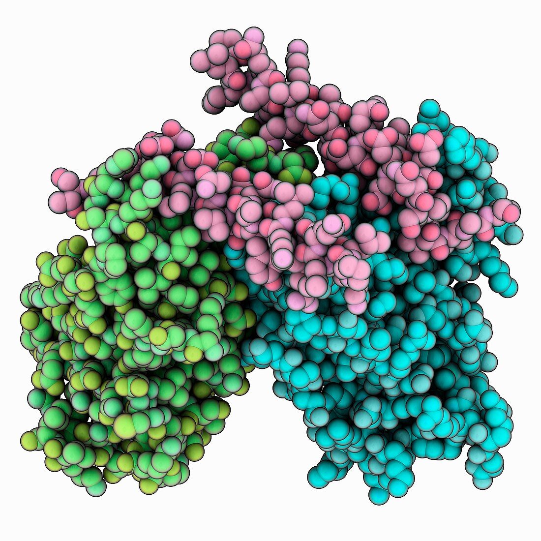 Yeast telomere protein complex