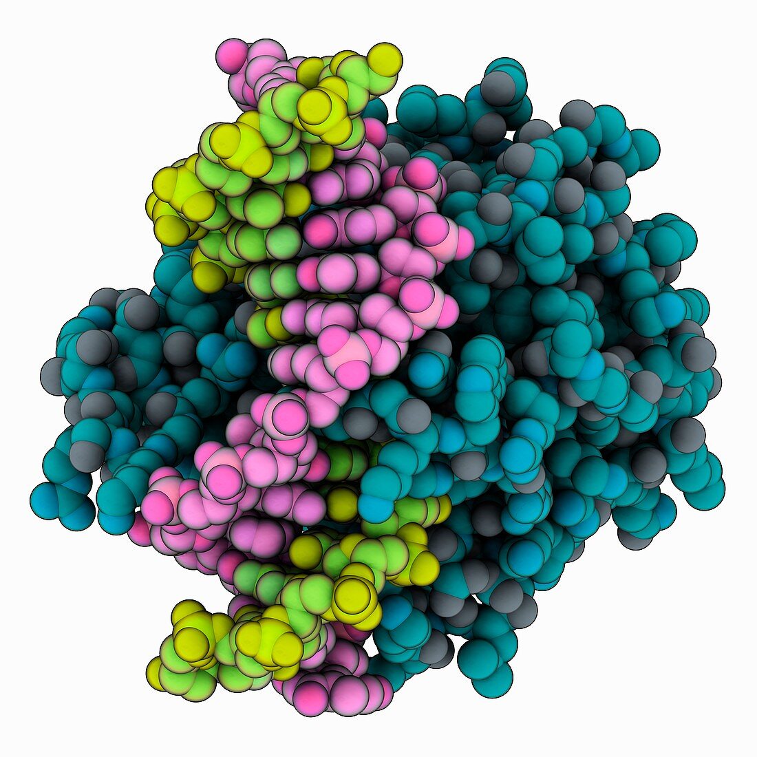 DNA repair protein complex