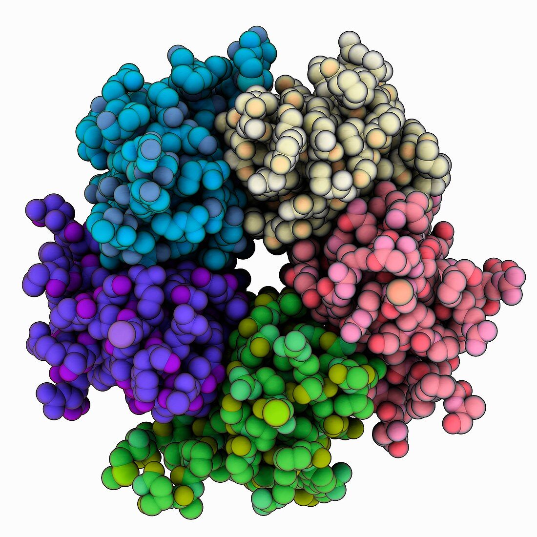 Human nucleoplasmin Npm2