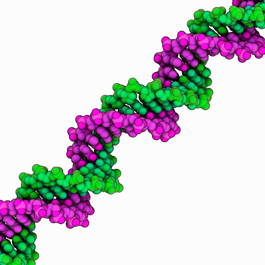 Synthetic DNA molecule