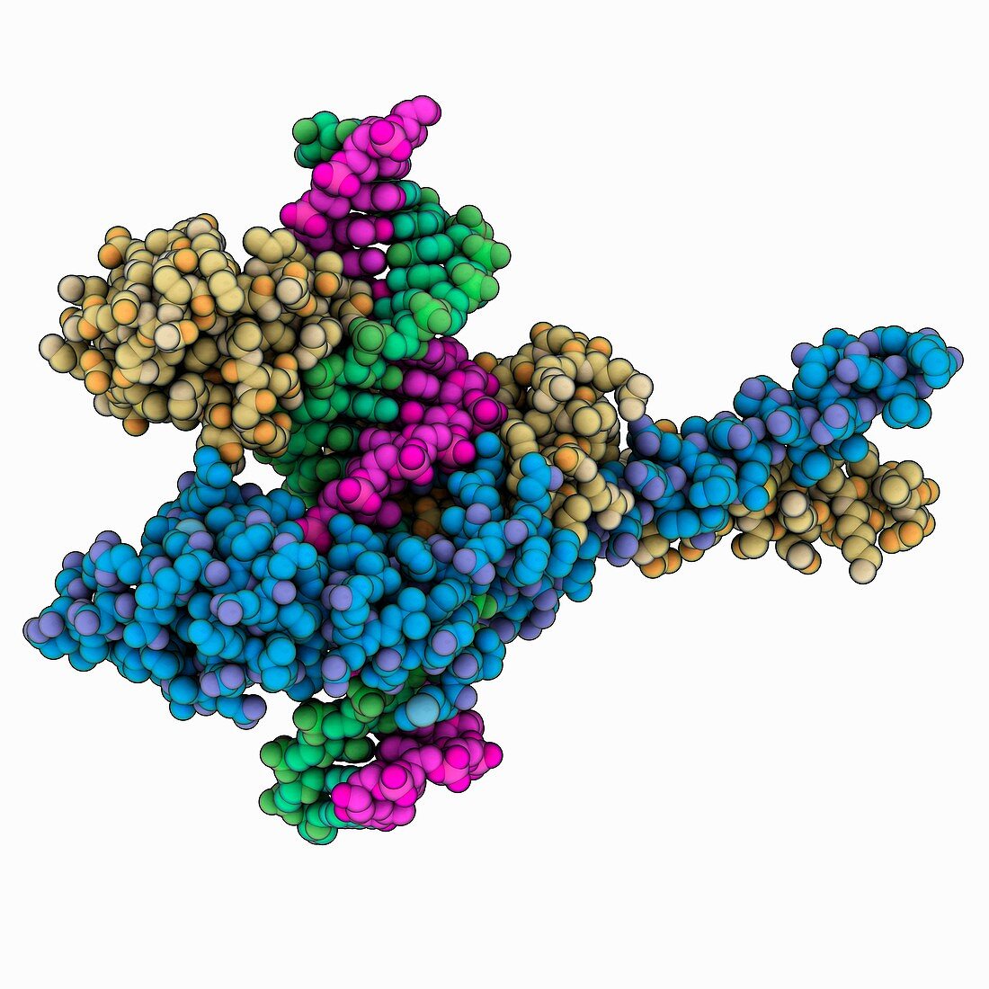 Macrodomain Ter protein DNA complex