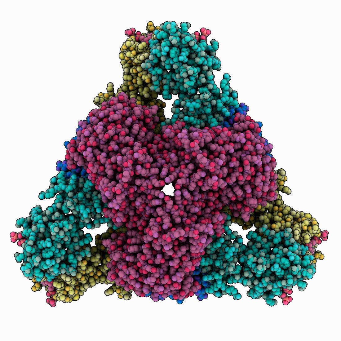 Aspartate carbamoyltransferase