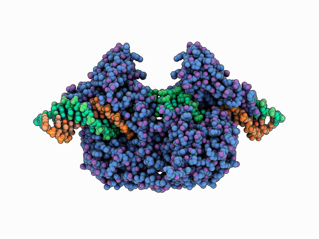 Protelomerase complexed with DNA