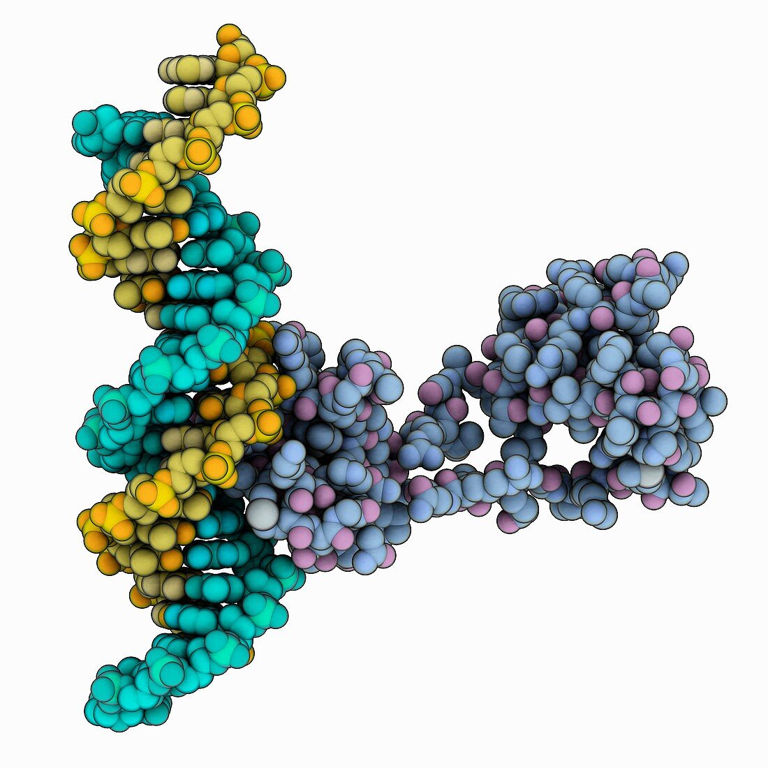 Transcription factor DNA complex