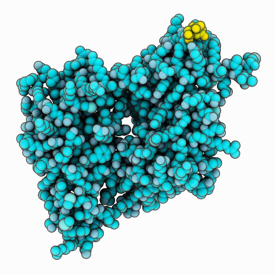 Nucleotidyltransferase fold protein MAB21L1