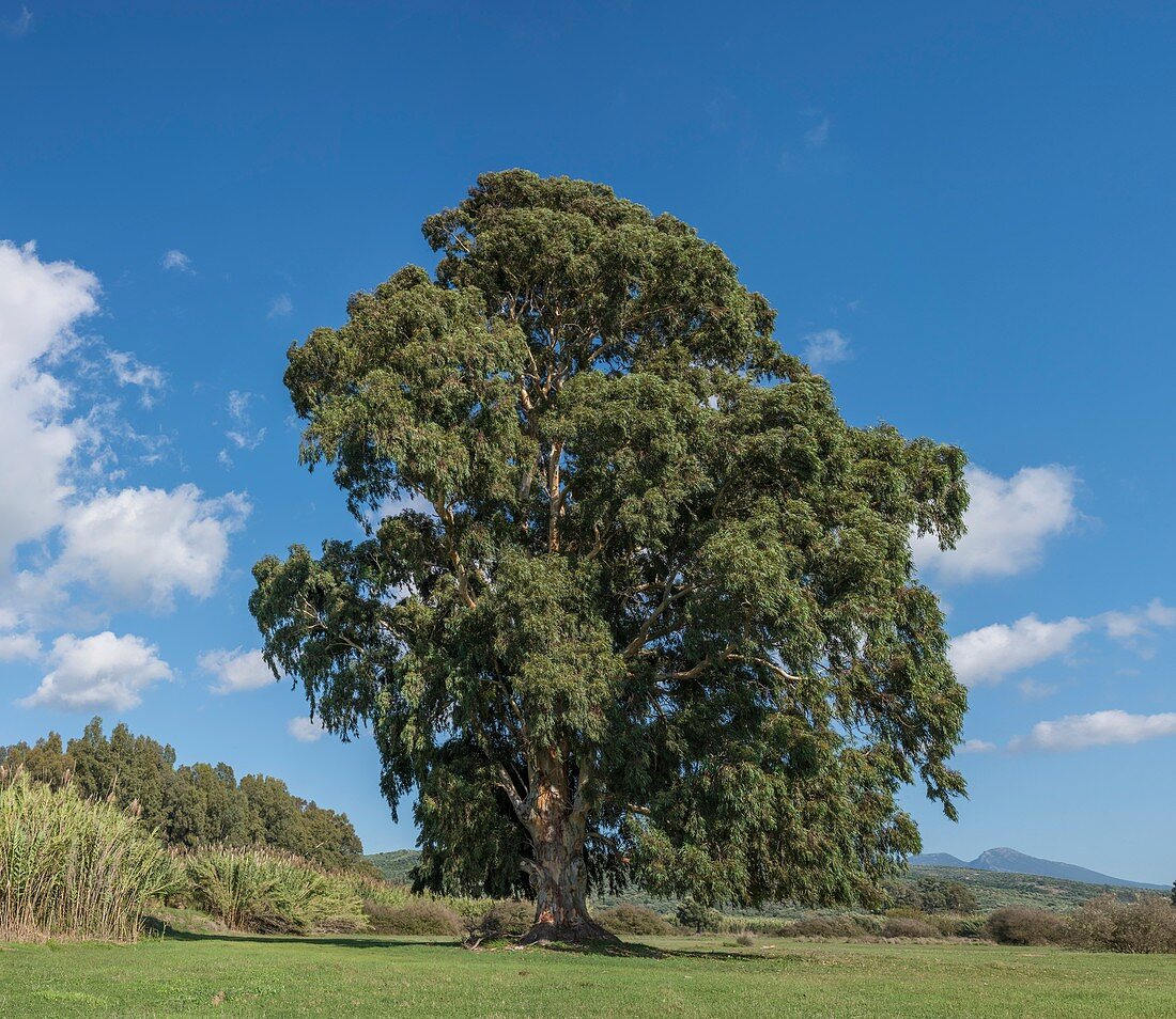 Eucalyptus tree, Greece.