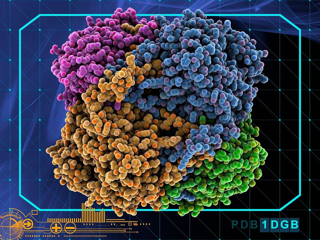 Human catalase, molecular model