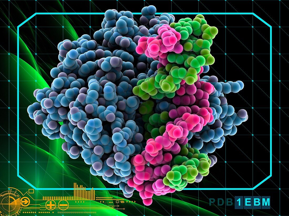 Oxoguanine glycosylase complex