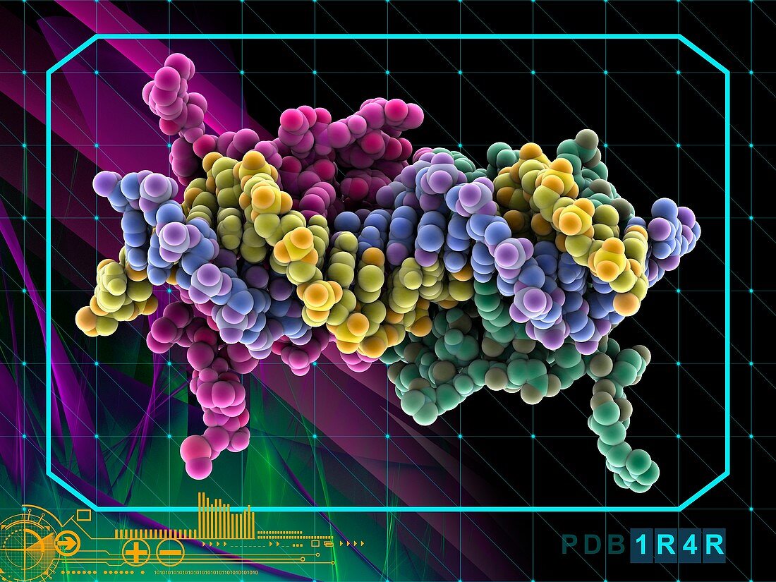 Transcription factor and DNA molecule