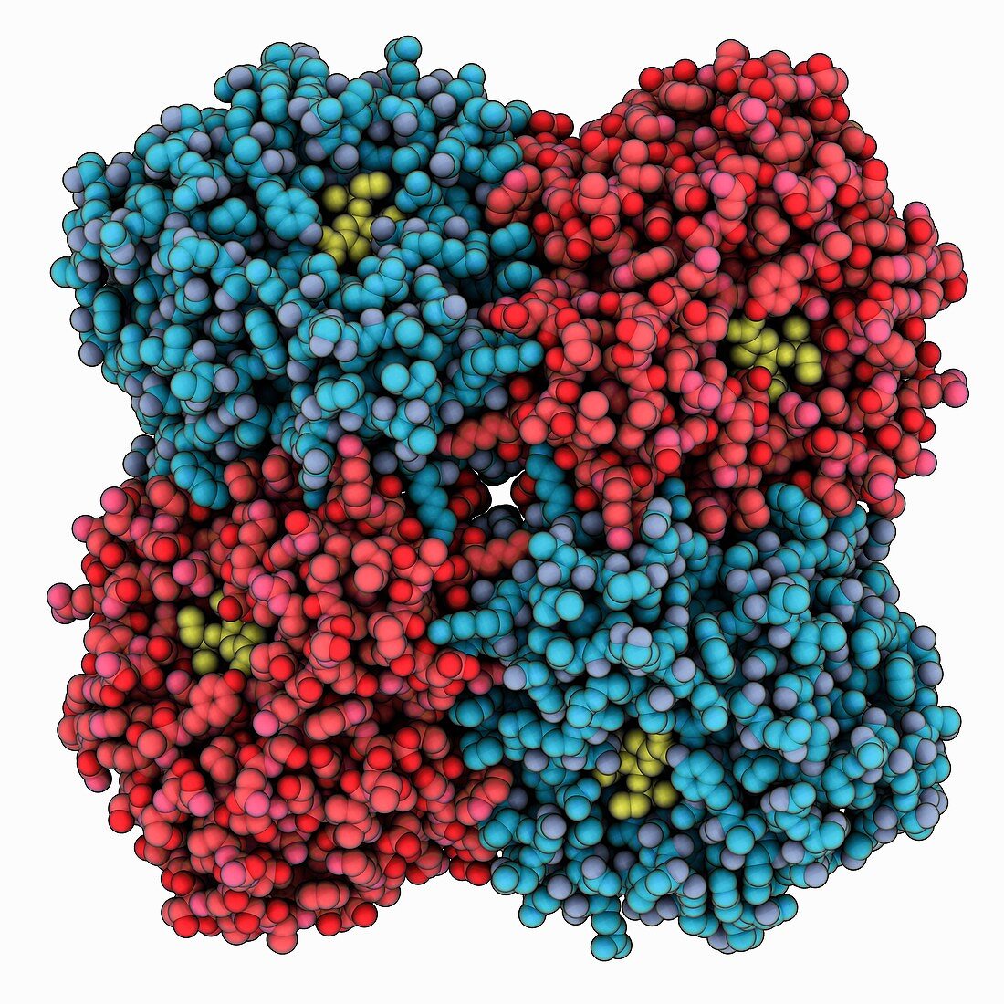 H5N1 neuraminidase complex