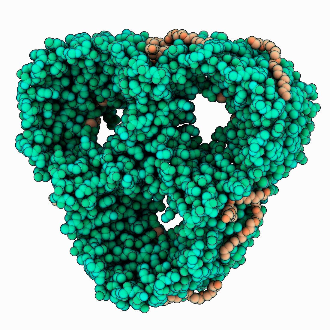 Porin molecule