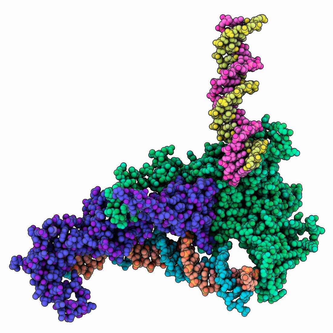 Chromatin remodelling factor complex