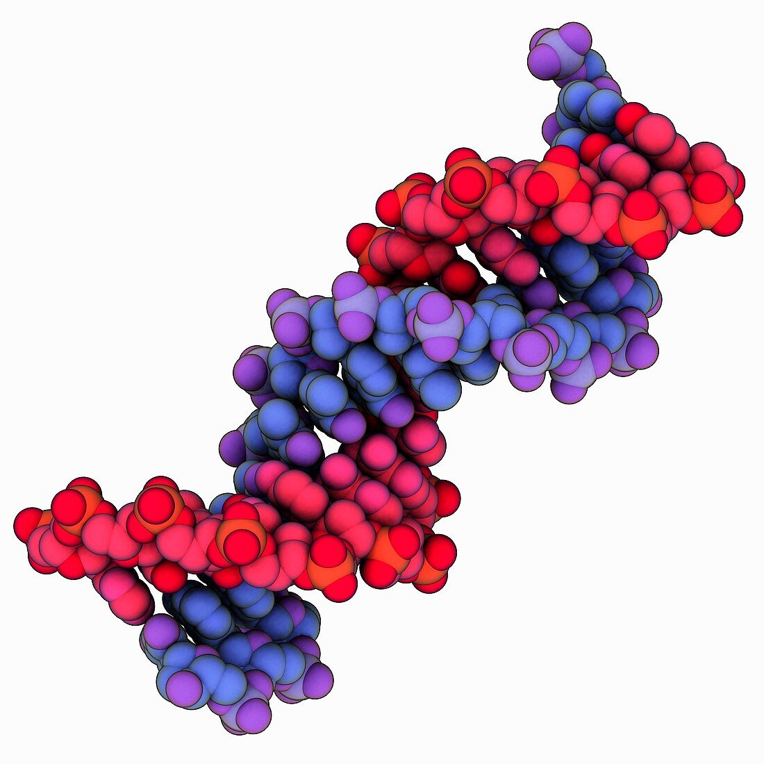 B-DNA molecule