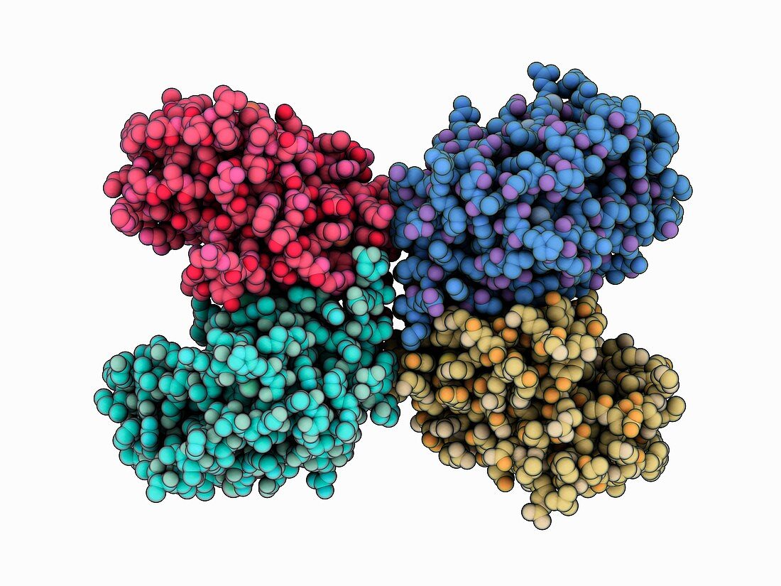 Human caspase-6 molecule