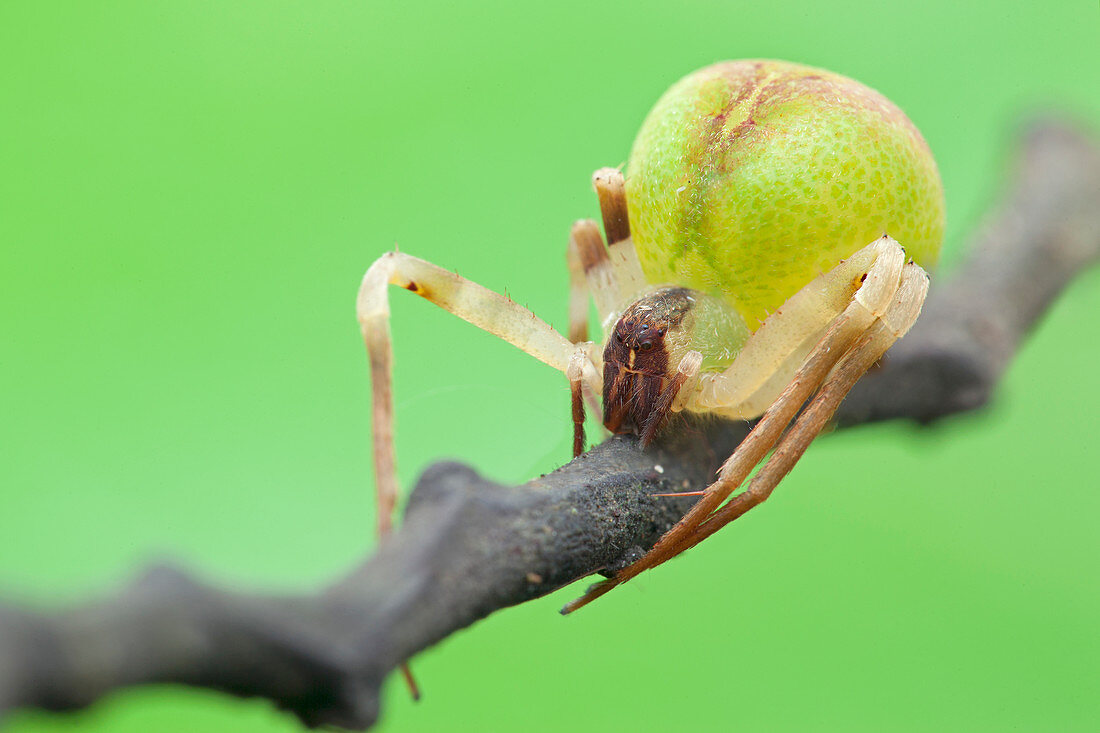 Crab spider on branch