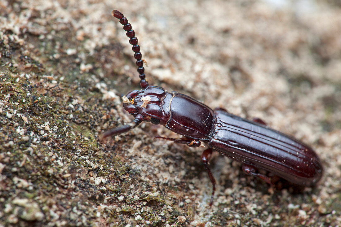 Parasitic flat bark beetle