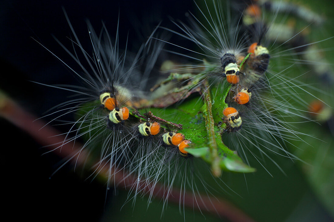 Hairy caterpillars feeding