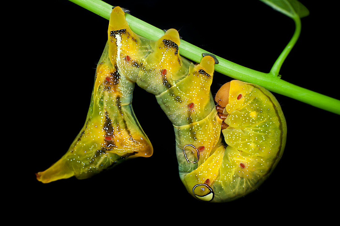 Fruit-piercing moth caterpillar