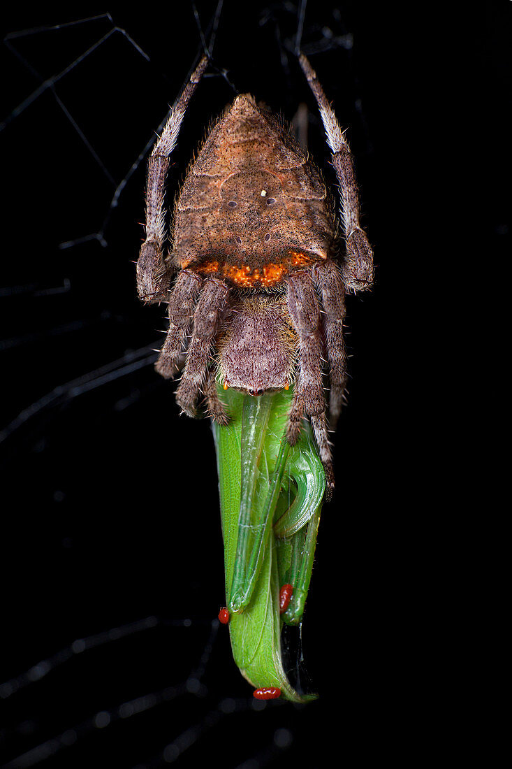 Orb-weaver spider with prey
