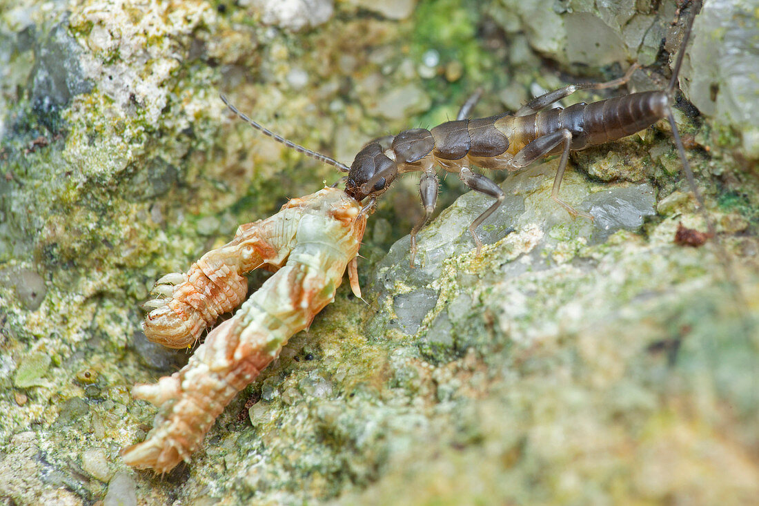 Earwig preying on caterpillar