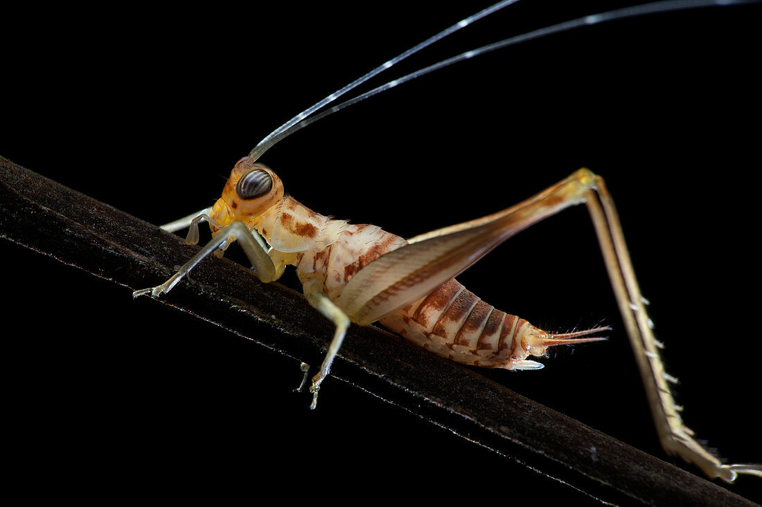 Katydid on leaf