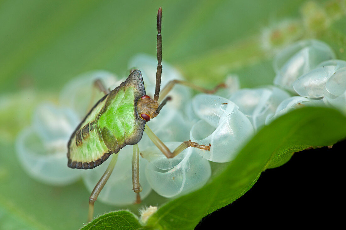 Baby shield bug on leaf