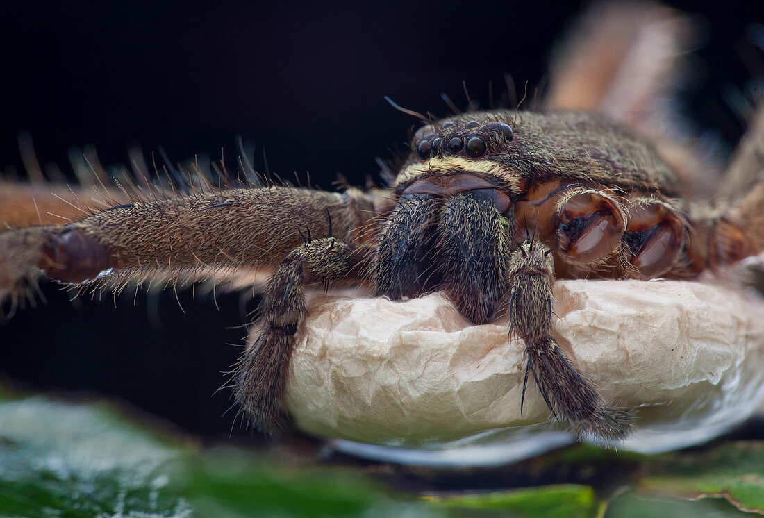 Huntsman spider with egg sac