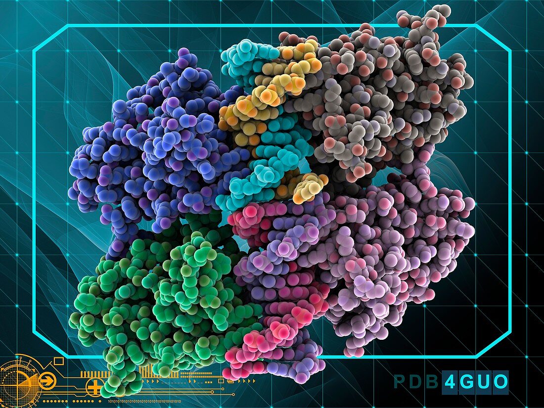 Tumour suppressor p73 protein and DNA